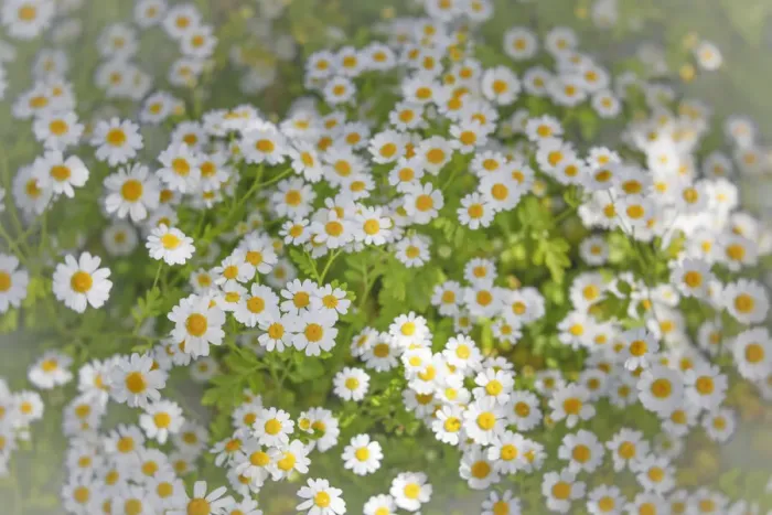 Framed Print : USA, Washington State, Seabeck. Close-up of daisies in spring Framed Print : USA, Washington State, Seabeck. Close-up of daisies in spring