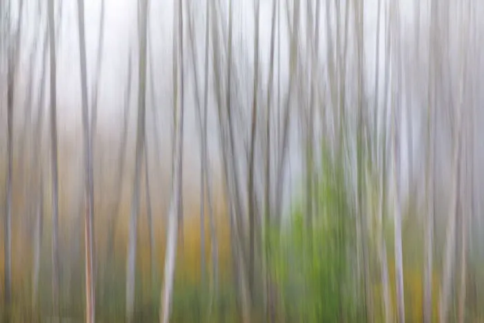 Framed Print : USA, Washington State, Seabeck. Alder forest abstract Framed Print : USA, Washington State, Seabeck. Alder forest abstract