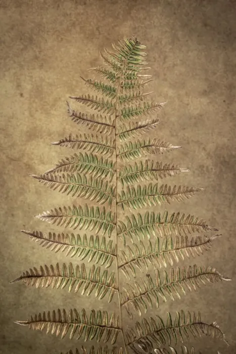Framed Print : USA, Washington State, Seabeck. Close-up of bracken fern pattern Framed Print : USA, Washington State, Seabeck. Close-up of bracken fern pattern