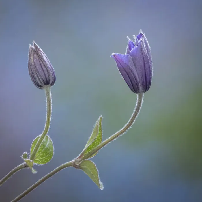 Framed Print : USA, Washington State, Seabeck. Clematis buds close-up Framed Print : USA, Washington State, Seabeck. Clematis buds close-up