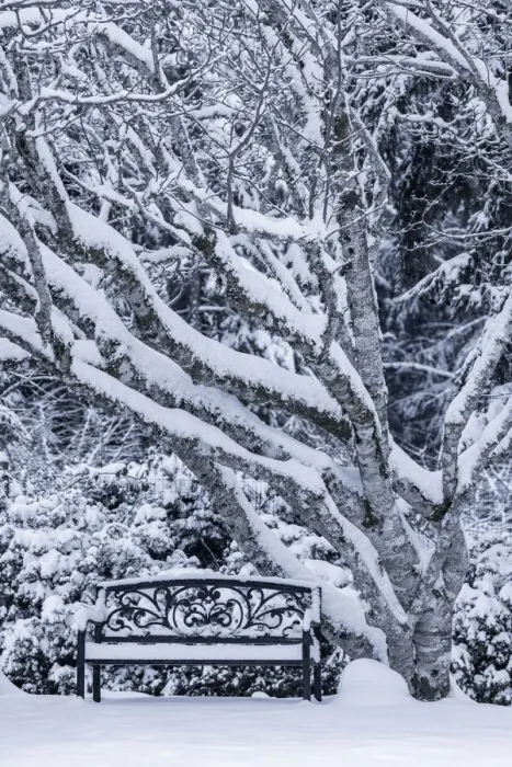 Framed Print : USA, Washington State, Seabeck. Snow-covered trees and bench in winter Framed Print : USA, Washington State, Seabeck. Snow-covered trees and bench in winter
