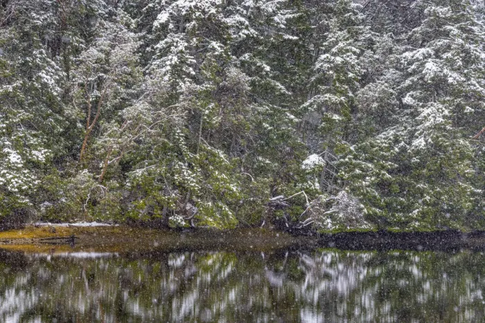 Framed Print : USA, Washington State, Seabeck, Misery Point Preserve. Forest reflections in lagoon