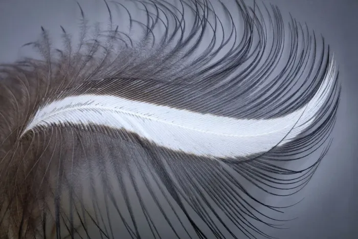 Framed Print : USA, Washington State, Seabeck. Great blue heron feather close-up Framed Print : USA, Washington State, Seabeck. Great blue heron feather close-up