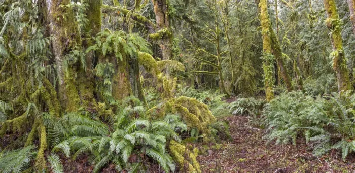 Framed Print : USA, Washington State, Seabeck, Guillemot Cove Nature Preserve. Panoramic of old growth cedar stump Framed Print : USA, Washington State, Seabeck, Guillemot Cove Nature Preserve. Panoramic of old growth cedar stump