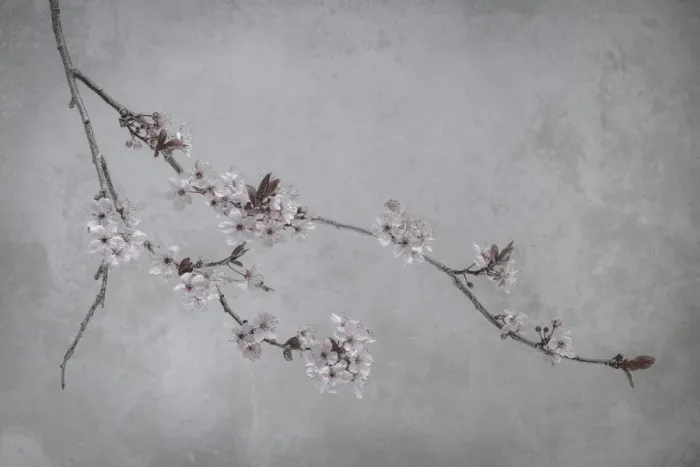 Framed Print : USA, Washington State, Seabeck. Flowering plum branch Framed Print : USA, Washington State, Seabeck. Flowering plum branch