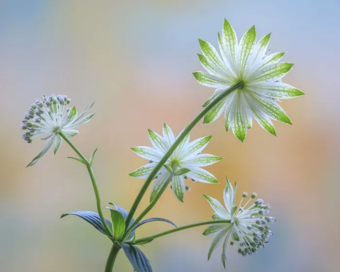 Framed Print : USA, Washington State, Seabeck. Astrantia blossoms close-up Framed Print : USA, Washington State, Seabeck. Astrantia blossoms close-up