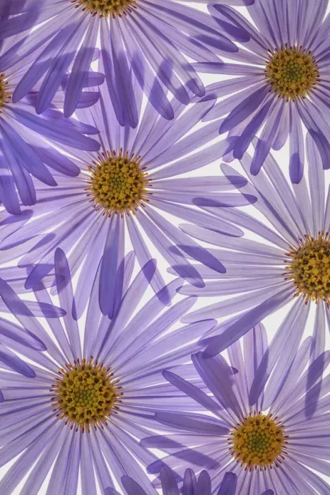 Framed Print : USA, Washington State, Seabeck. Purple aster flowers close-up