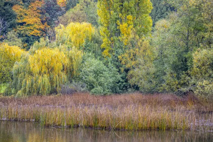 Framed Print : USA, Washington State, Seabeck. Saltwater lagoon with forest and reeds in autumn