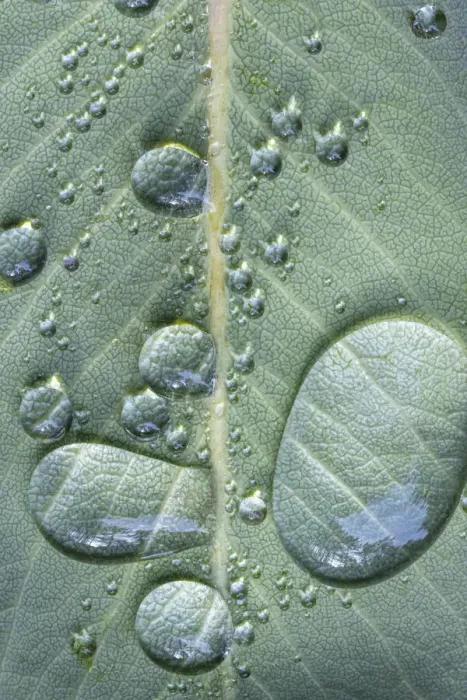 Framed Print : USA, Washington State, Seabeck. Raindrops on madrone tree leaf