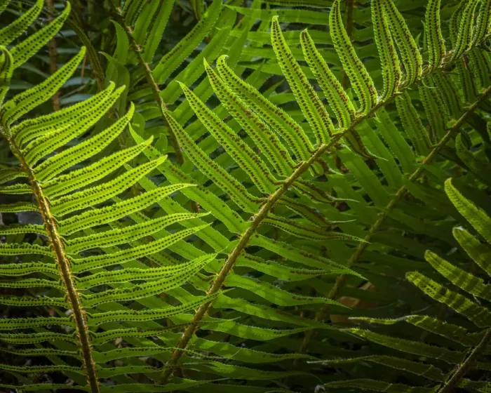 Framed Print : USA, Washington State, Seabeck. Sunlit sword ferns in Anderson Landing County Park Framed Print : USA, Washington State, Seabeck. Sunlit sword ferns in Anderson Landing County Park