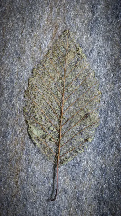 Framed Print : USA, Washington State, Seabeck. Skeletonized alder leaf on rock Framed Print : USA, Washington State, Seabeck. Skeletonized alder leaf on rock