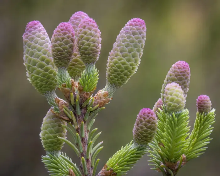 Framed Print : USA, Washington State, Seabeck. Norway spruce cones close-up