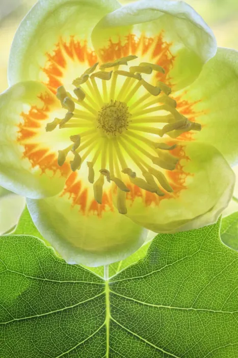 Framed Print : USA, Washington State, Seabeck. Tulip poplar blossom close-up