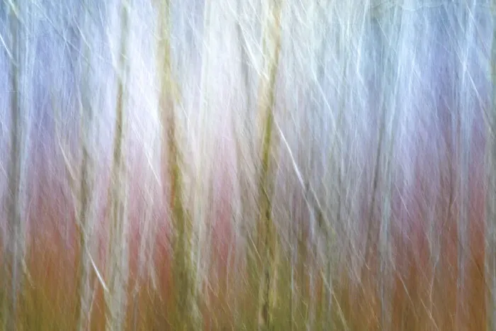 Framed Print : USA, Washington State, Seabeck. Alder forest abstract Framed Print : USA, Washington State, Seabeck. Alder forest abstract