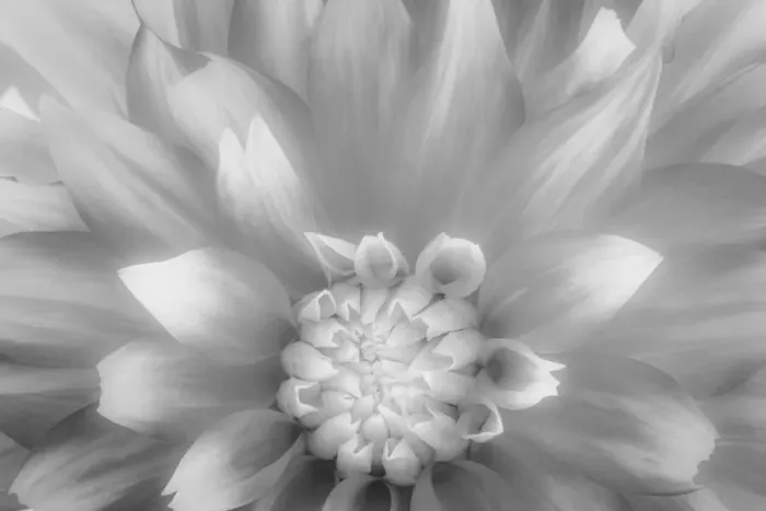 Framed Print : USA, Washington State, Seabeck. Dahlia close-up in black and white Framed Print : USA, Washington State, Seabeck. Dahlia close-up in black and white