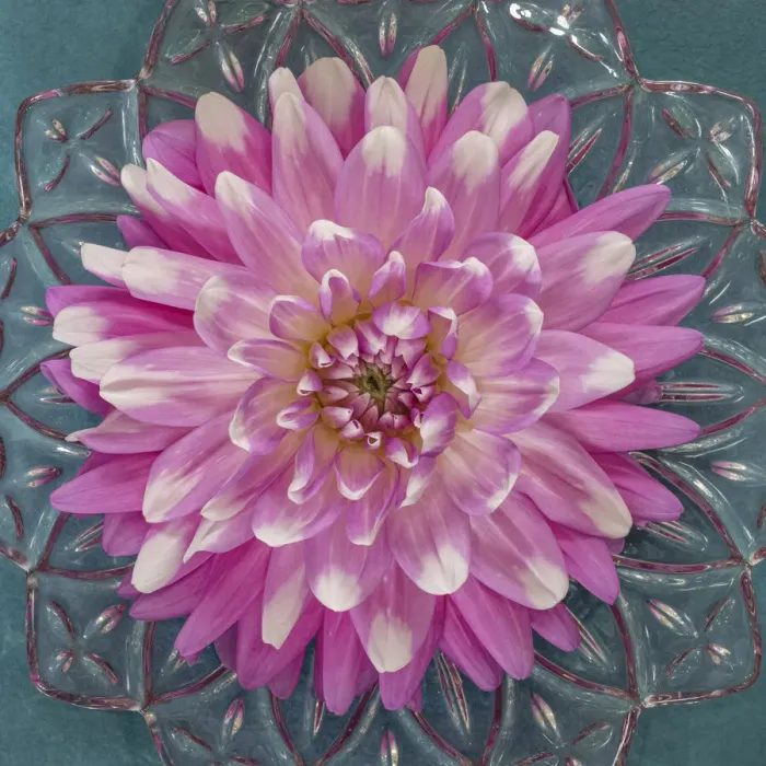 Framed Print : USA, Washington State, Seabeck. Pink dahlia in crystal bowl Framed Print : USA, Washington State, Seabeck. Pink dahlia in crystal bowl