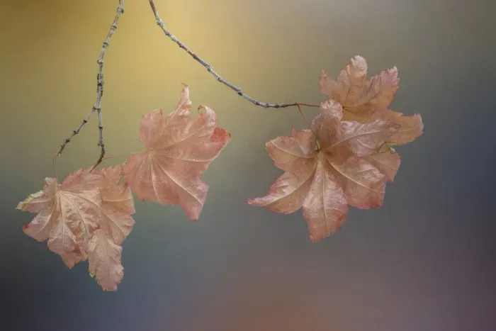 Framed Print : USA, Washington State, Seabeck. Vine maple leaves on branch in autumn