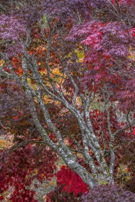 Framed Print : USA, Washington State, Seabeck. Japanese maple tree in autumn Framed Print : USA, Washington State, Seabeck. Japanese maple tree in autumn