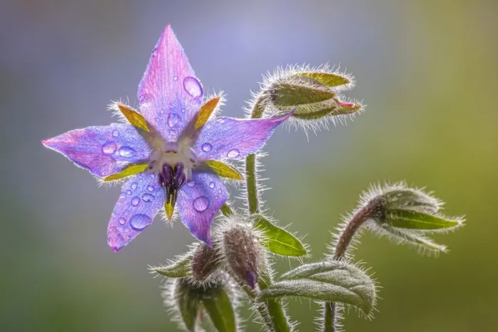 Framed Print : USA, Washington State, Seabeck. Raindrops on borage flower