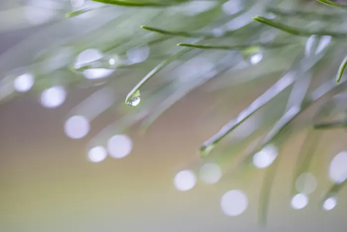 Framed Print : USA, Washington State, Seabeck. Raindrops on pine needles Framed Print : USA, Washington State, Seabeck. Raindrops on pine needles