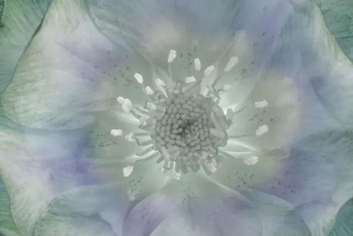 Framed Print : USA, Washington State, Seabeck. Hellebore blossom composite close-up Framed Print : USA, Washington State, Seabeck. Hellebore blossom composite close-up