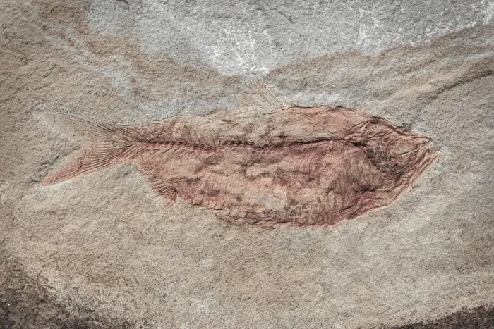 Framed Print : USA, Washington State, Seabeck. Close-up of fish fossil