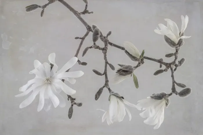 Framed Print : USA, Washington State, Seabeck. Close-up of white magnolia blossoms