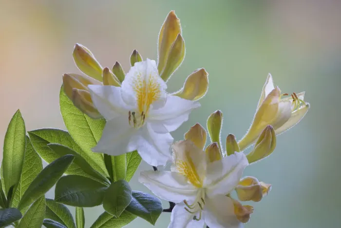 Framed Print : USA, Washington State, Seabeck. White and yellow azalea flowers Framed Print : USA, Washington State, Seabeck. White and yellow azalea flowers