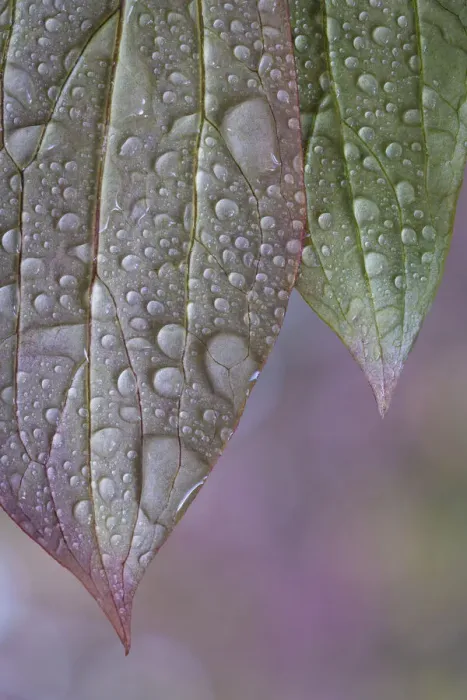 Framed Print : USA, Washington State, Seabeck. Raindrops on peony leaves Framed Print : USA, Washington State, Seabeck. Raindrops on peony leaves