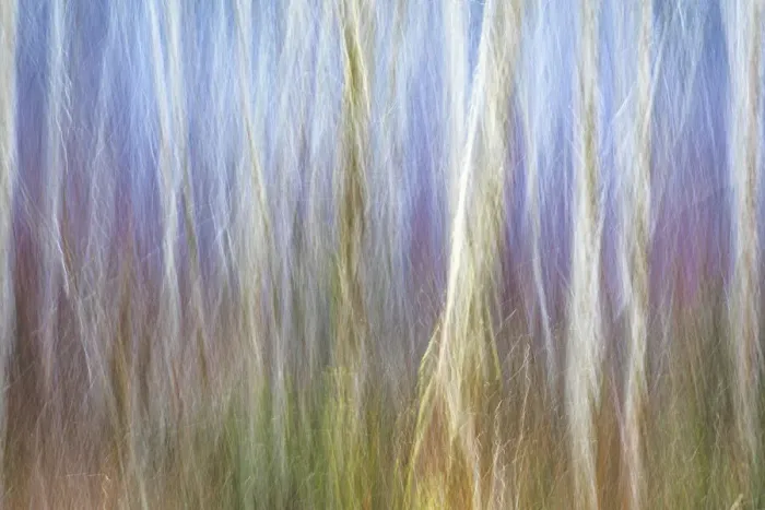 Framed Print : USA, Washington State, Seabeck. Alder forest abstract Framed Print : USA, Washington State, Seabeck. Alder forest abstract
