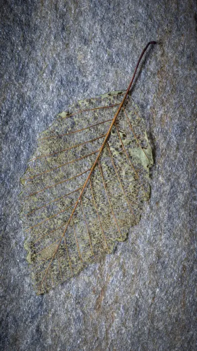 Framed Print : USA, Washington State, Seabeck. Skeletonized alder leaf on rock