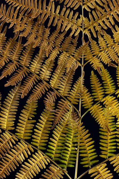 Framed Print : USA, Washington State, Seabeck. Close-up of bracken fern pattern
