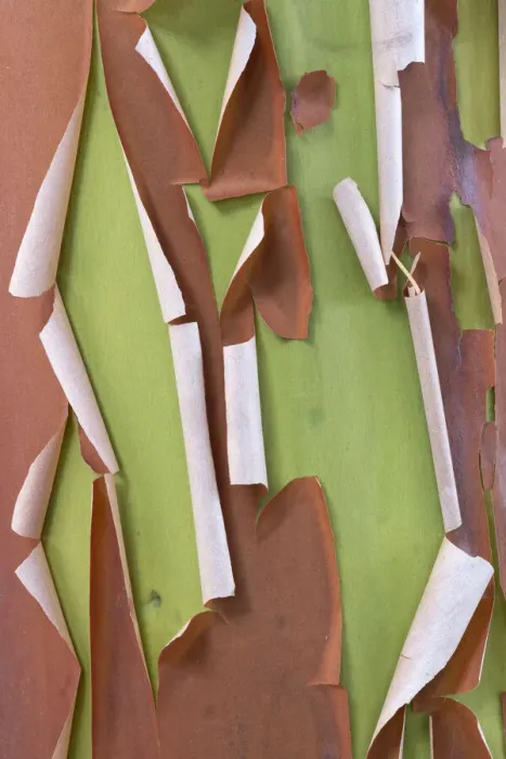 Framed Print : USA, Washington State, Seabeck. Peeling madrone tree bark Framed Print : USA, Washington State, Seabeck. Peeling madrone tree bark