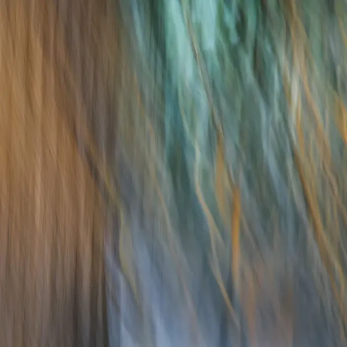 Framed Print : USA, Washington State, Seabeck. Abstract of tree trunk and limbs