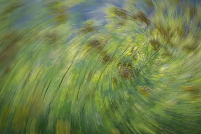 Framed Print : USA, Washington State, Seabeck. Abstract of tansy plant Framed Print : USA, Washington State, Seabeck. Abstract of tansy plant