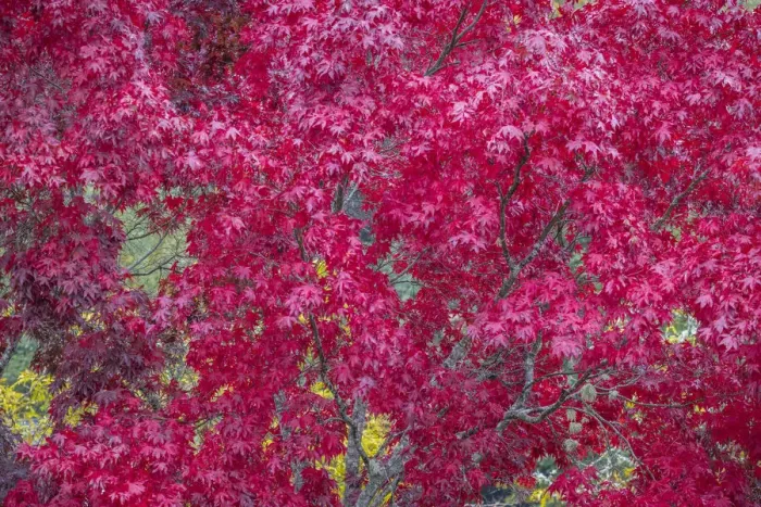 Framed Print : USA, Washington State, Seabeck. Japanese maple tree in autumn Framed Print : USA, Washington State, Seabeck. Japanese maple tree in autumn