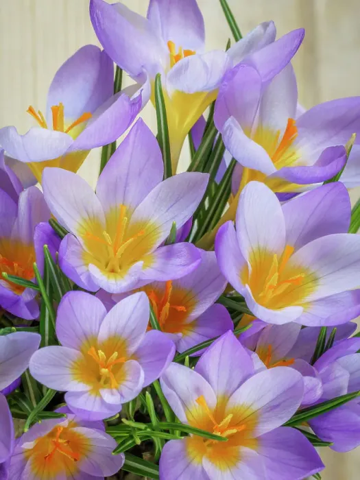 Framed Print : USA, Washington State, Seabeck. Crocus blossoms in spring Framed Print : USA, Washington State, Seabeck. Crocus blossoms in spring