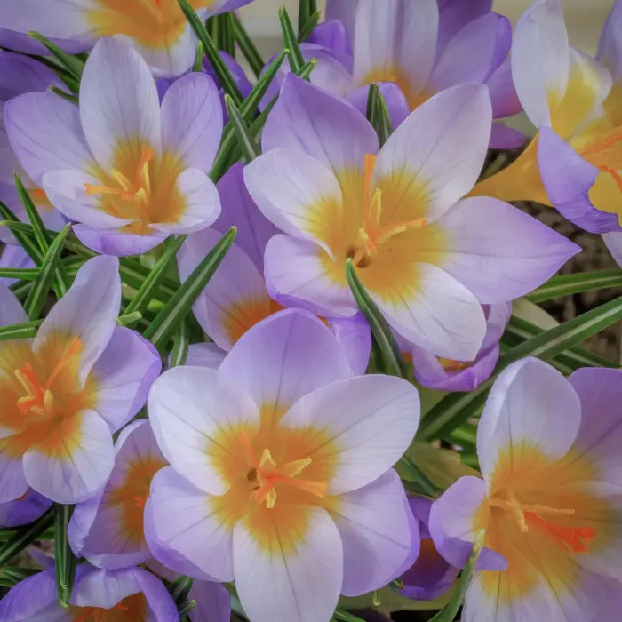 Framed Print : USA, Washington State, Seabeck. Crocus blossoms in spring