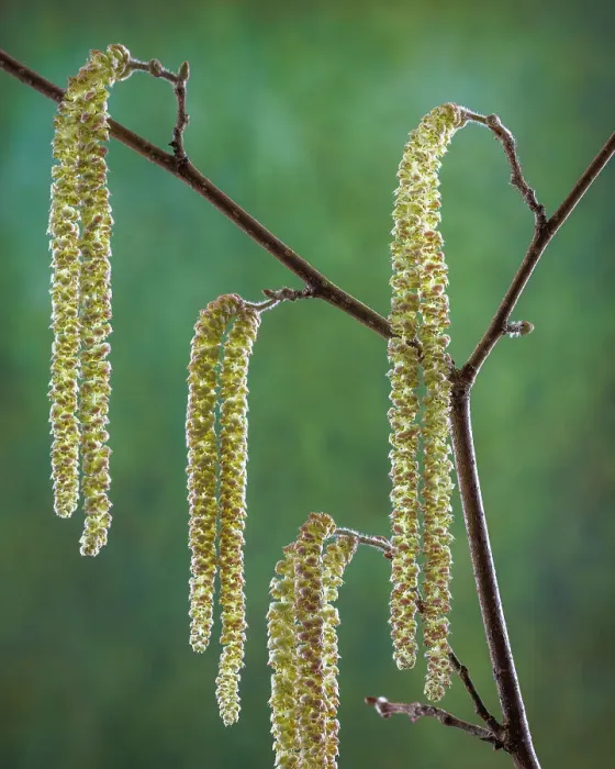 Framed Print : USA, Washington State, Seabeck. Pollen-producing male parts of beaked hazelnut catkin plant Framed Print : USA, Washington State, Seabeck. Pollen-producing male parts of beaked hazelnut catkin plant
