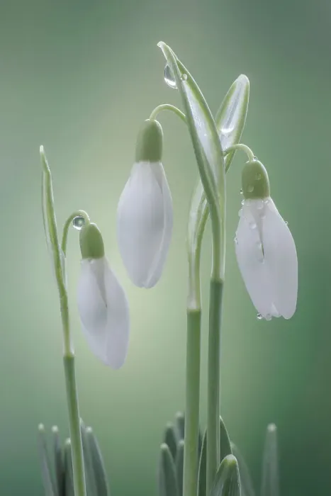 Framed Print : USA, Washington State, Seabeck. Buds of snowdrop flowers Framed Print : USA, Washington State, Seabeck. Buds of snowdrop flowers