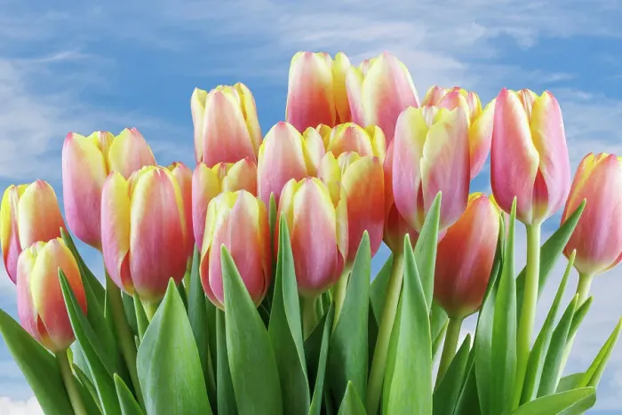 Framed Print : USA, Washington State, Seabeck. Red and yellow tulips in bloom Framed Print : USA, Washington State, Seabeck. Red and yellow tulips in bloom