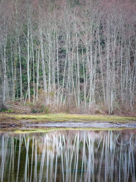 Framed Print : USA, Washington State, Seabeck. Winter alder trees reflect in Nick's Lagoon Framed Print : USA, Washington State, Seabeck. Winter alder trees reflect in Nick's Lagoon