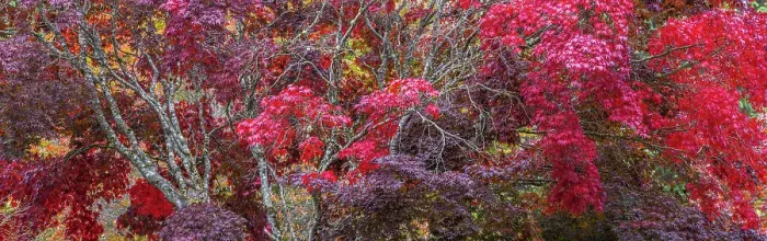Framed Print : USA, Washington State, Seabeck. Japanese Maple trees, Washington State, Seabeck Framed Print : USA, Washington State, Seabeck. Japanese Maple trees, Washington State, Seabeck