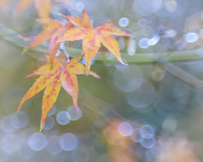 Framed Print : USA, Washington State, Seabeck. Japanese maple leaves after autumn rainstorm Framed Print : USA, Washington State, Seabeck. Japanese maple leaves after autumn rainstorm