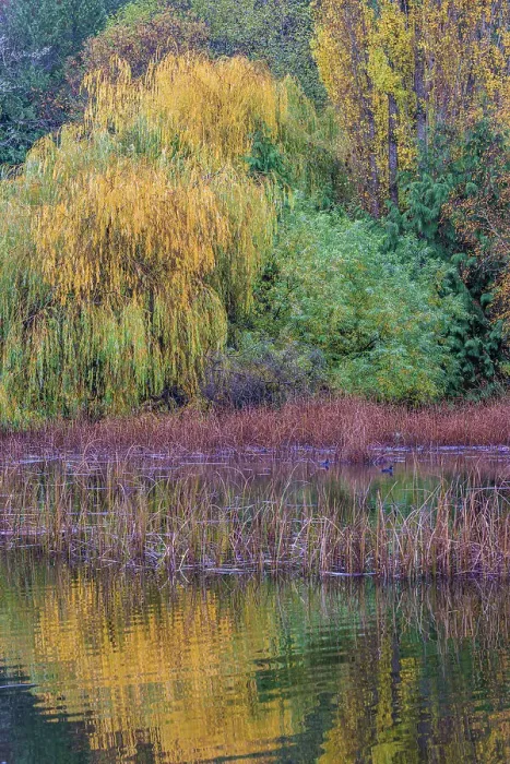 Framed Print : USA, Washington State, Seabeck. Saltwater marsh in autumn Framed Print : USA, Washington State, Seabeck. Saltwater marsh in autumn