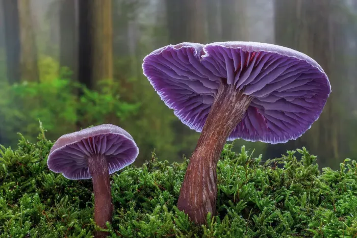 Framed Print : USA, Washington State, Seabeck. Western amethyst laccaria mushroom close-up Framed Print : USA, Washington State, Seabeck. Western amethyst laccaria mushroom close-up