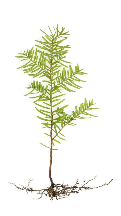 Framed Print : USA, Washington State, Seabeck. Western hemlock seedling close-up