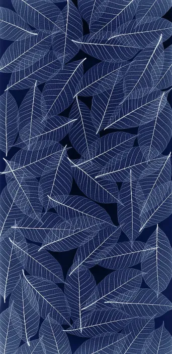 Framed Print : USA, Washington State, Seabeck. Black and white pattern of skeletonized leaves Framed Print : USA, Washington State, Seabeck. Black and white pattern of skeletonized leaves