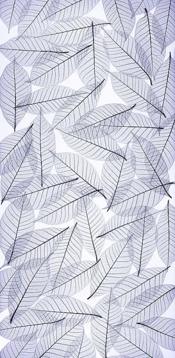 Framed Print : USA, Washington State, Seabeck. Black and white pattern of skeletonized leaves