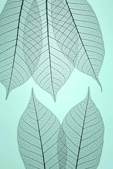 Framed Print : USA, Washington State, Seabeck. Pattern of skeletonized leaves Framed Print : USA, Washington State, Seabeck. Pattern of skeletonized leaves